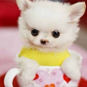 Meet your Posher, Vitalia kerena